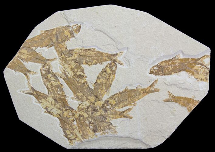 Knightia Fossil Fish Mortality Plate- Wyoming #63976